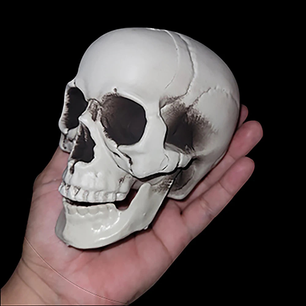 Halloween Skull – Realistic Skeleton Head Prop