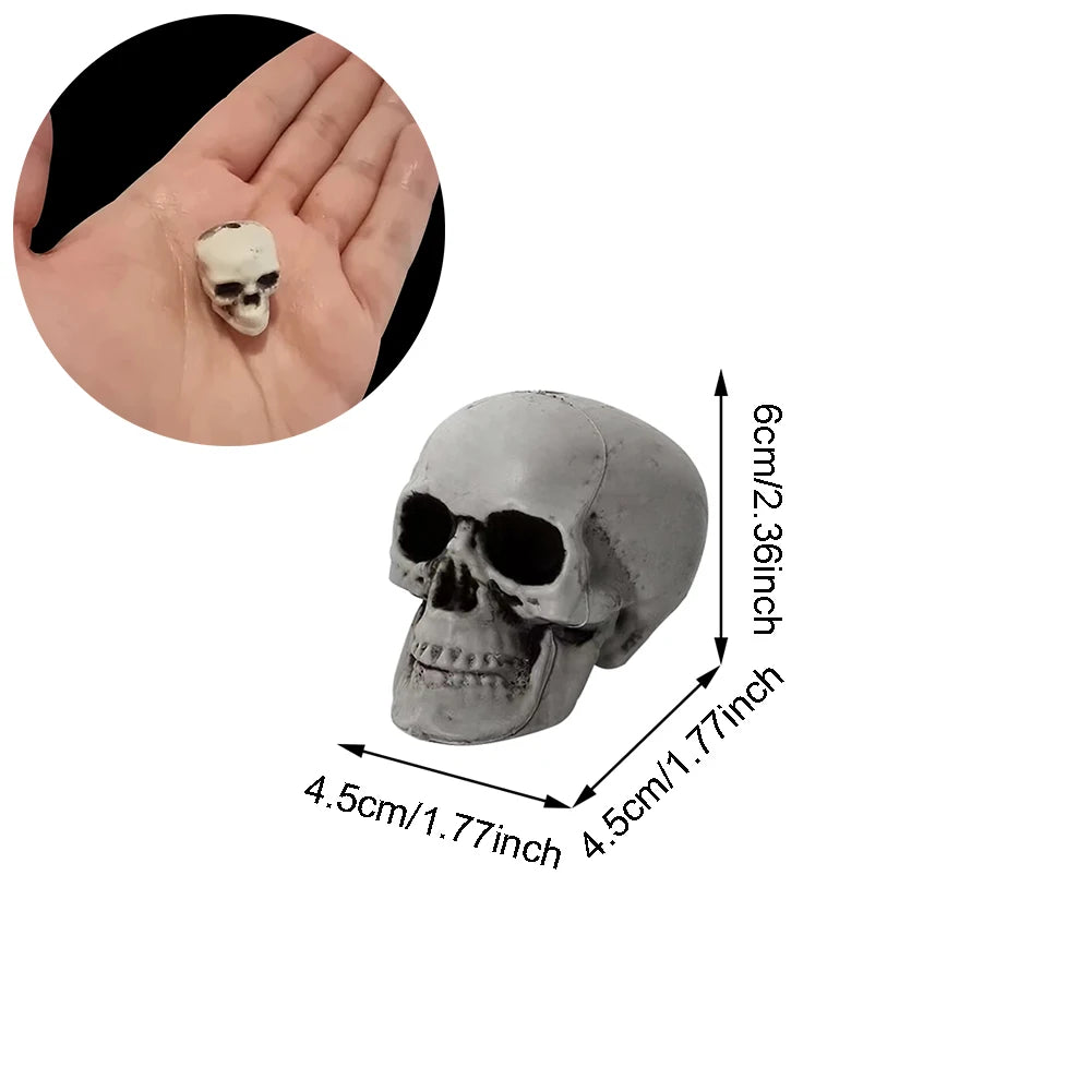 Halloween Skull – Realistic Skeleton Head Prop