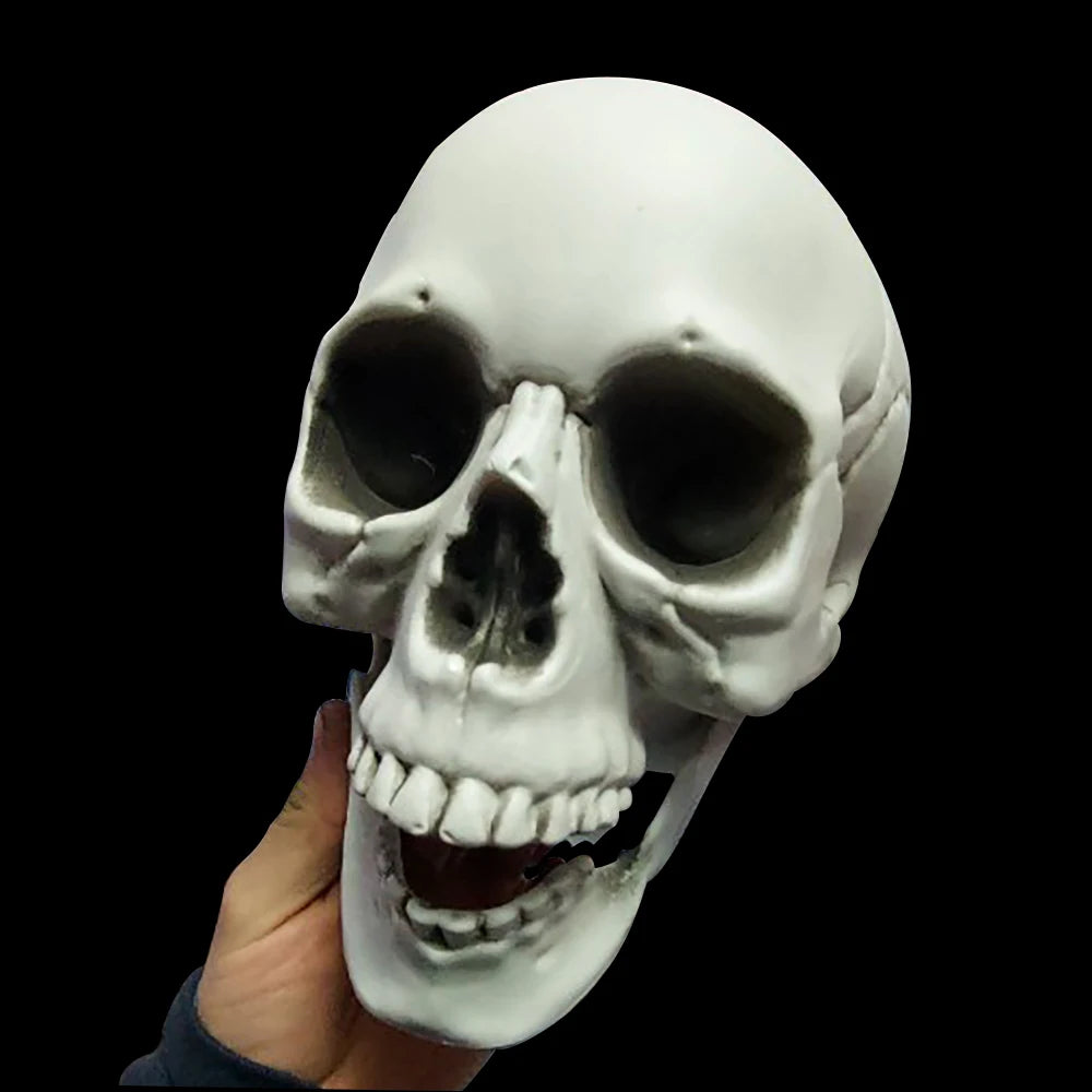 Halloween Skull – Realistic Skeleton Head Prop