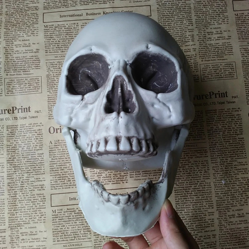 Halloween Skull – Realistic Skeleton Head Prop