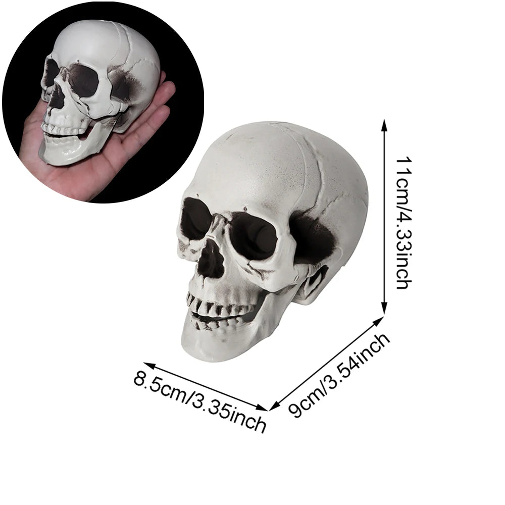 Halloween Skull – Realistic Skeleton Head Prop