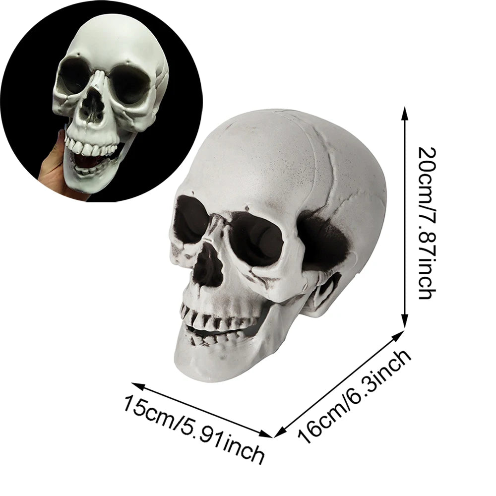 Halloween Skull – Realistic Skeleton Head Prop