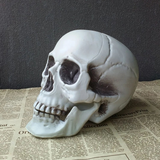 Halloween Skull – Realistic Skeleton Head Prop